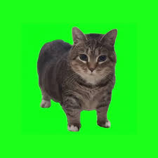 W&W – OIIA OIIA (Spinning Cat)